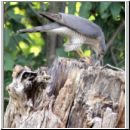 Accipiter nisus - Sperber 01b - Garten.jpg